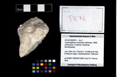 Foto (Objekt + Etikett) von Cracensigillatus acutirostrus (Moericke, 1889)  (NHMW-GEO-2014-0194-0676)
